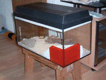 Nukel`s Formicarium