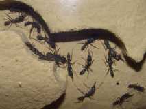 Harpegnathos venator