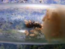 Lasius niger Königin mit Brut