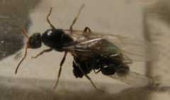 Lasius niger (fertilization)