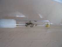 Lasius Niger