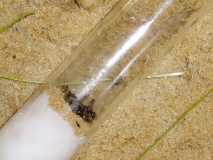 lasius niger colony