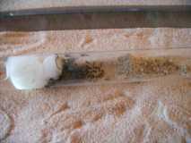 Lasius niger