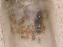 Lasius flavus