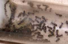 Lasius niger