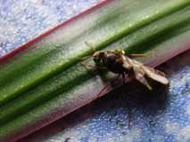 Lasius niger Königin auf einem grünen Blatt