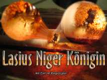 Lasius Niger Königin mit Gelege