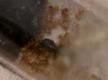 Lasius flavus