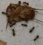 Lasius niger