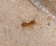 Lasius flavus