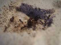 Lasius niger