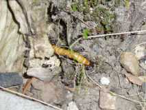 lasius niger feeding