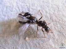 Lasius niger / Befruchtung