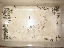 lasius lasioides