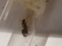 Lasius emarginatus*