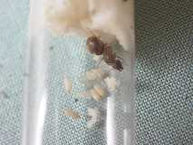 Lasius emarginatus*