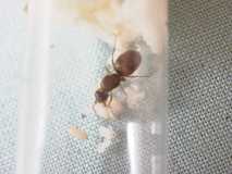 Lasius emarginatus*