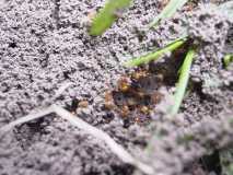 Lasius flavus