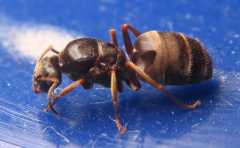 Lasius niger dead Queen