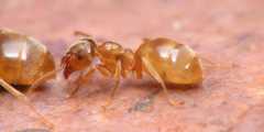 Lasius flavus / Worker