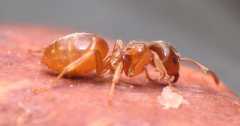 Lasius flavus / Worker