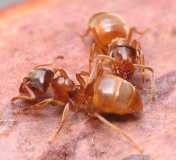 Lasius flavus / Worker