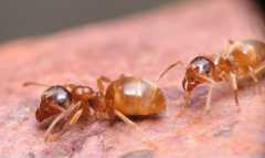 Lasius flavus / Worker