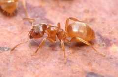 Lasius flavus / Worker