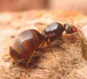 Lasius flavus / Queen