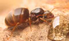 Lasius flavus / Queen