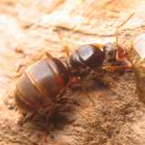 Lasius flavus / Queen