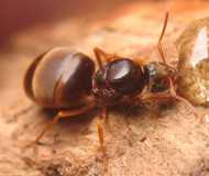 Lasius flavus / Queen