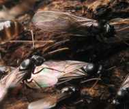 Lasius fuliginosus / Male