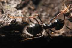 Lasius fuliginosus / Worker