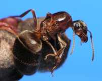 Lasius emarginatus / Queen