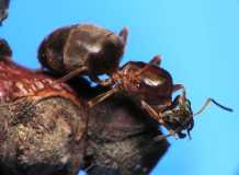 Lasius emarginatus / Queen