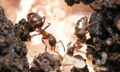 Lasius emarginatus / Workers