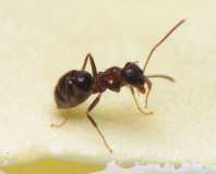 Lasius emarginatus / Worker