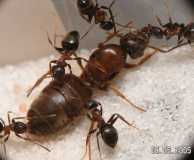 Lasius emarginatus / Workers + Queen