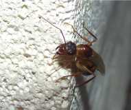 Geflügelte Camponotus substitutus Jungkönigin