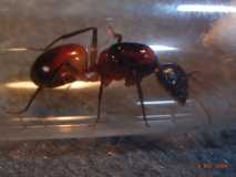 Camponotus ocreatus Königin