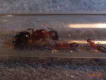 Camponotus festinatus