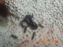 Camponotus aetiops
