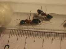 Camponotus ligniperda Major-Arbeiterin