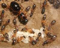 Camponotus sp. Australien