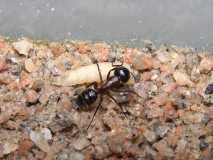 Camponotus ligniperda