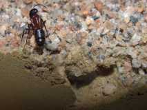 Camponotus ligniperda