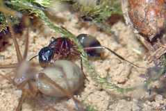 camponotus ligniperda