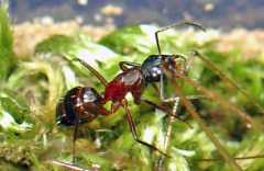 camponotus ligniperda