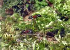 camponotus ligniperda